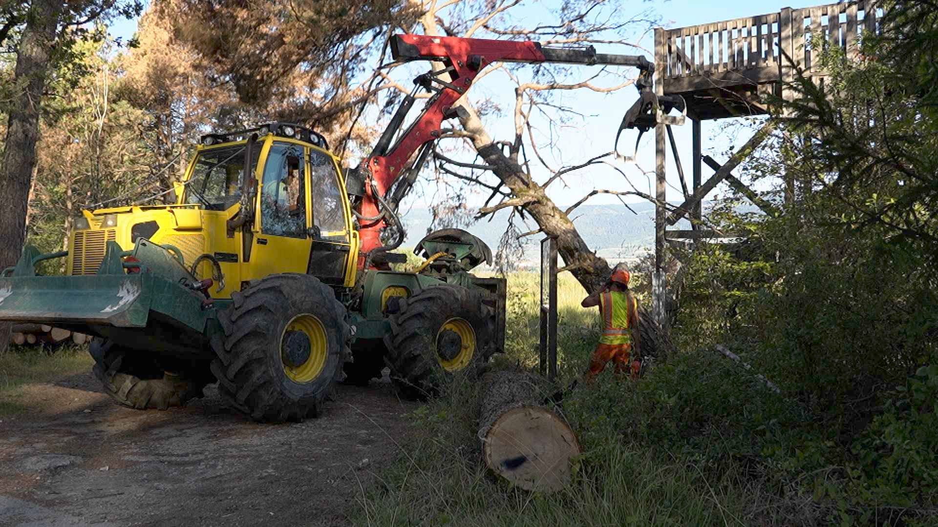 200 arbres à abattre entre Yverdon et Yvonand