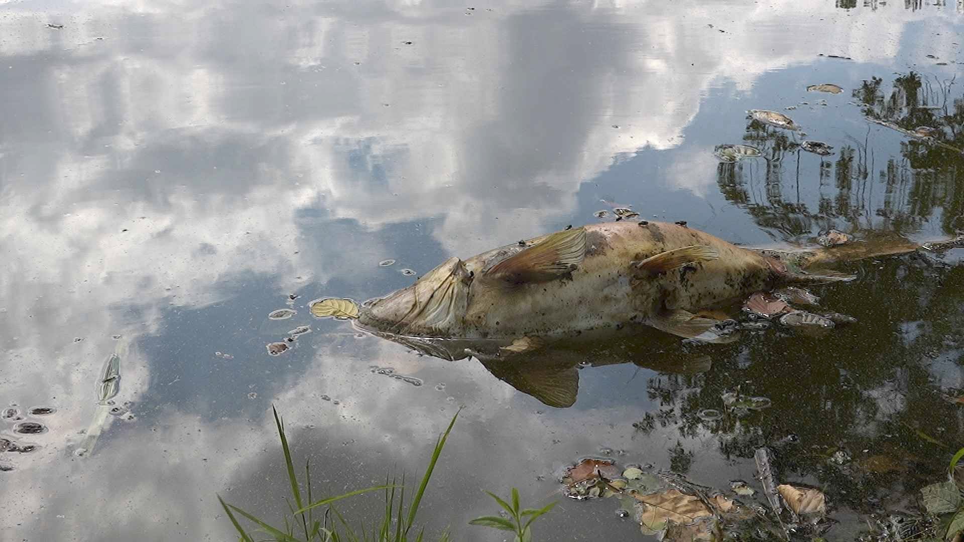 Des poissons meurent aux étangs de Bonfol