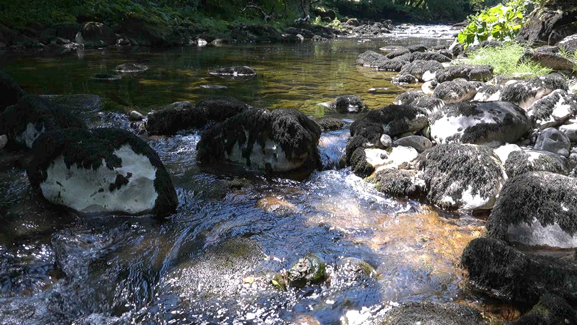 Se baigner dans une rivière oui, mais sans tuer les poissons